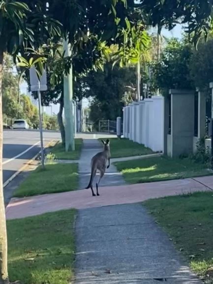 Skippy in suburban Labrador. Picture: Kerrie Suzanne