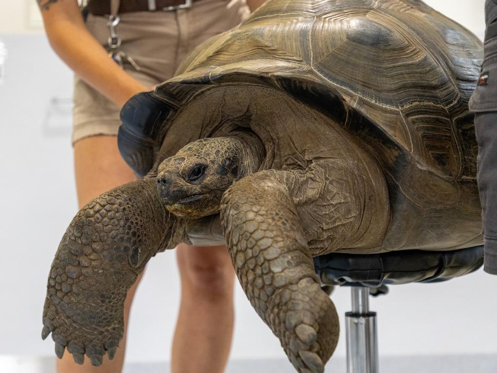 Seven years ago at the peak of the eclipse in the US, Galápagos tortoises at Riverbanks Zoo started breeding. This Galápagos tortoise is being weighed at the Australian Reptile Park. Picture: supplied/Australian Reptile Park