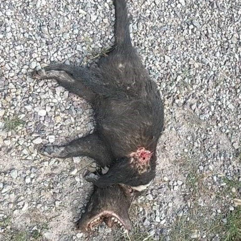 More than 30 Tasmanian devils have been killed on Woolnorth Road in Tasmania's far northwest since the start of January 2021. Picture: Supplied