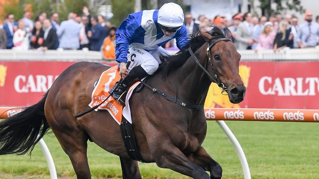 Headline horse Alligator Blood could make his racing comeback in a Group 1 race at the end of the Sydney autumn carnival. Picture: Racing Photos