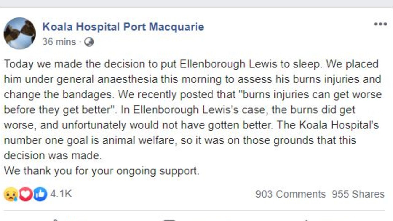 Picture: Facebook/Koala Hospital Port Macquarie