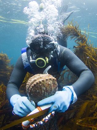 TasWeekend Magazine. Strictly one-use only. Purchased picture by Stu Gibson for TasWeekend's Day in the Life of an Abalone Diver story. The diver showed in pix is James Polanowski