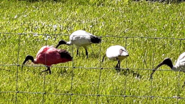 The pink ibis, seen here with some of its supporters, has split the flock. Many are hoping the maverick bird can help a new generation of ibises wrest control from the old guard. Photo: Tanya Armstrong.