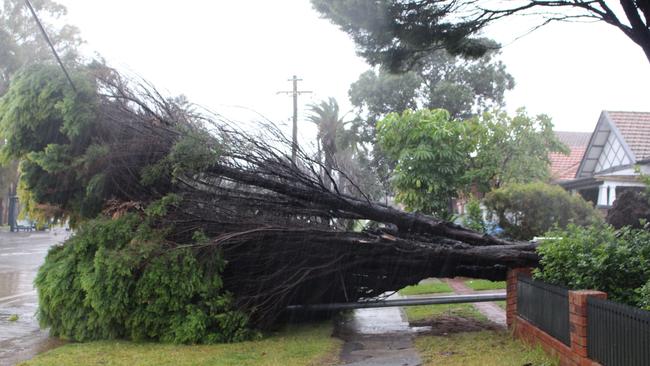 Sydney storm, June 2016: a fallen tree in Brighton Ave at Croydon Park