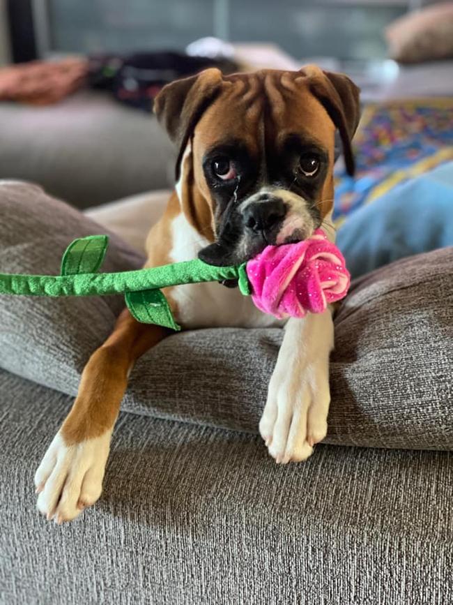 This is Nami the boxer from Oxenfordâ€¦.. itâ€™s lucky she is cute because she is a lil bit naughty!