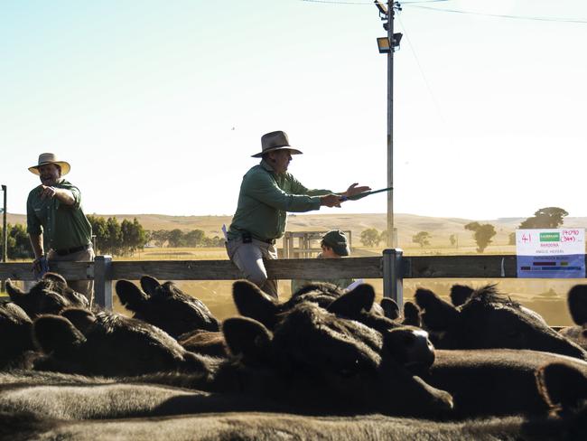 Landmark Casterton auctioneer Rick Smith calls bids at the Casterton weaner sale on Thursday.Photo: DANNIKA BONSER