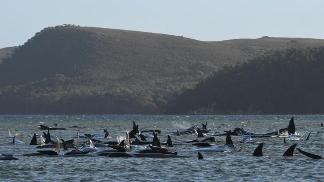 Whales stranded near Strahan Tasmania. Picture: BRODIE WEEDING/THE ADVOCATE