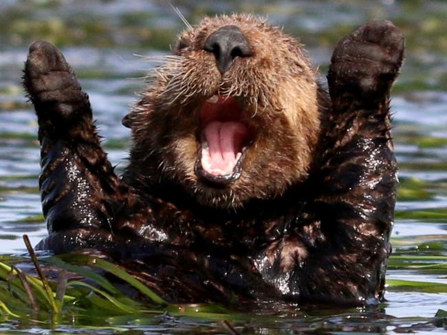*** EXCLUSIVE ***  ELKHORN SLOUGH, CALIFORNIA - UNDATED: A sea otter pictured cheering after sleep in early morning in Elkhorn Slough, California.  PREPARE yourself for some rib-tickling laughter because the Comedy Wildlife Awards has announced its 40 finalists. Founded by Tanzania-based photographers Paul Joynson-Hicks MBE and Tom Sullam, the aim of the awards is to put a spotlight on wildlife conservation efforts while simultaneously injecting some humour into the world of wildlife photography. Entries this year include a grooving kangaroo, gurning gorilla and a hirsute hare. For more information go to www.comedywildlifephoto.com  PHOTOGRAPH BY Penny Palmer / CWPA / Barcroft Images