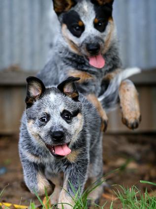 World falls in love with the true blue Australian cattle dog | Daily ...