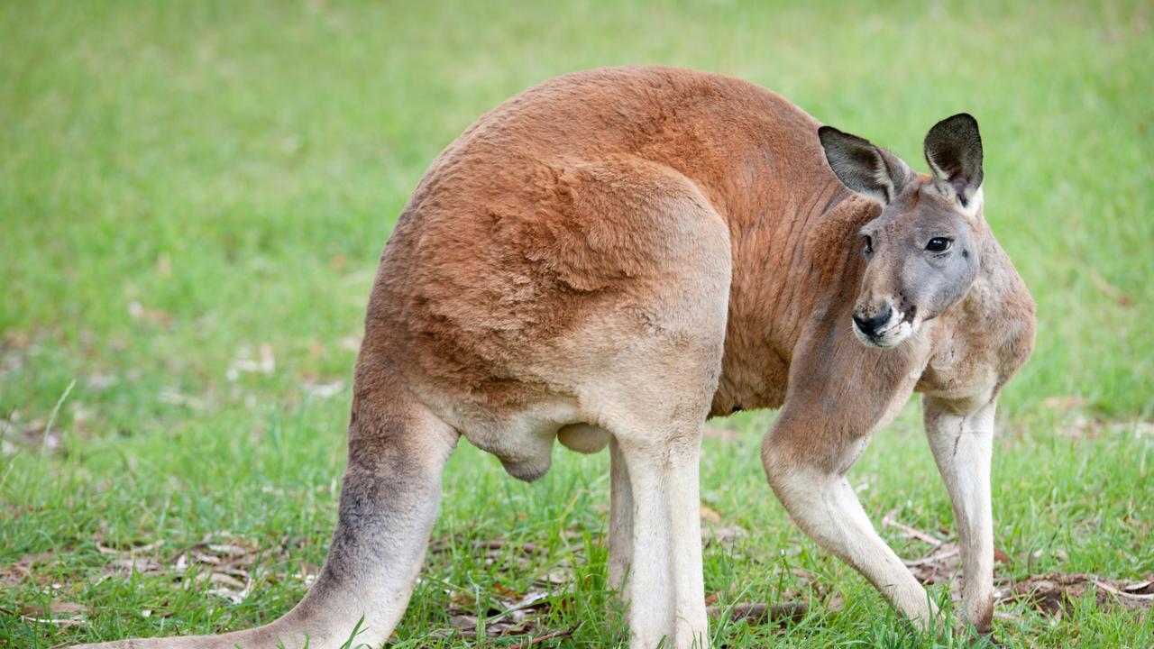 The kangaroo had hit the left side of his bike, hurling him over his handlebars. Picture: Getty.