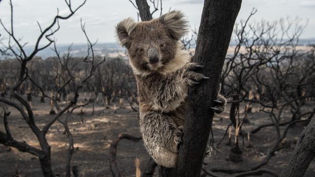 A koala after a Kangaroo Island bushfire. Picture: Brad Fleet