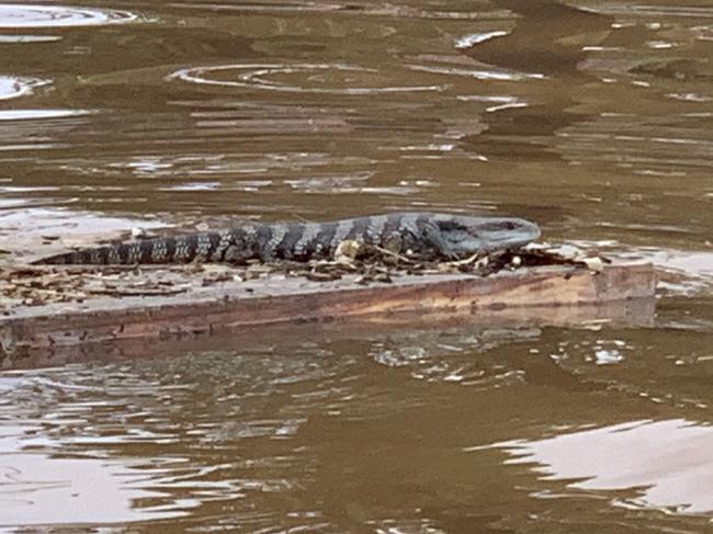 A lizard floats on debris at Lismore on March 1, 2022. Picture: Stuart Cumming