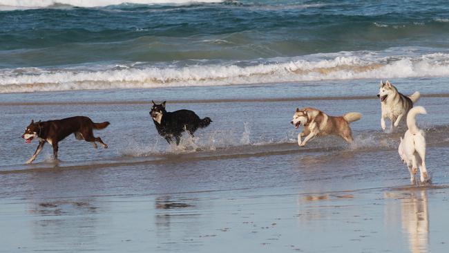 Dogs play at the dog friendly beach at The Spit, Main Beach. Photo: Mike Batterham