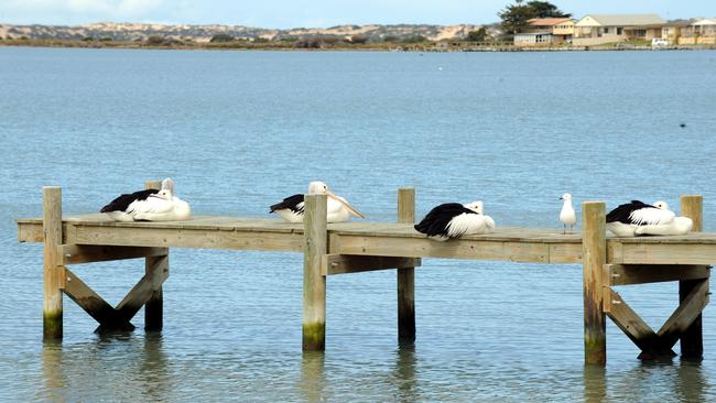 Pelicans at the Mundoo Channel.