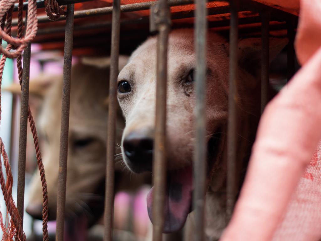 These caged dogs were sold off at a dog meat festival in Yulin, in southern China's Guangxi province in 2015. Picture: Johannes Eisele/AFP