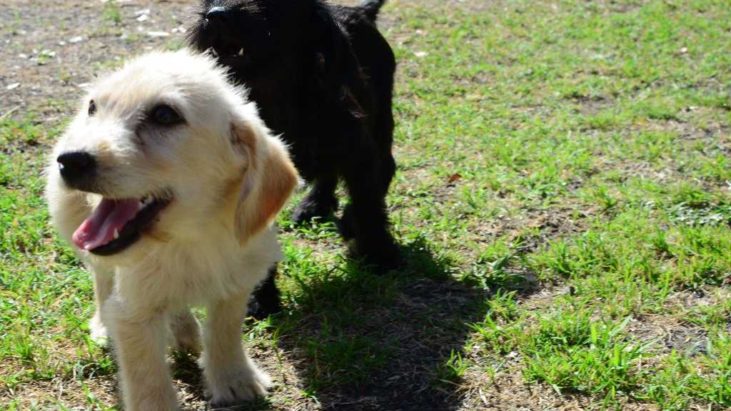 These two pups were found eating a dead kangaroo to say alive. Picture: Will Hunter