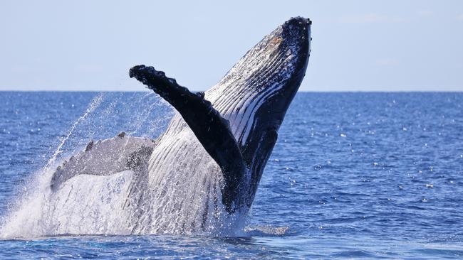 A whale in the Whitsundays from 2018. Picture: Sharon Smallwood.