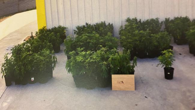 Cannabis plants at the Waterloo Corner growhouse. Picture: Courts