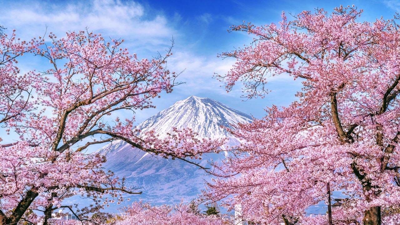 How to see Japan’s cherry blossoms in 2025