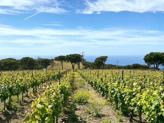 Vineyards on Elba Island.