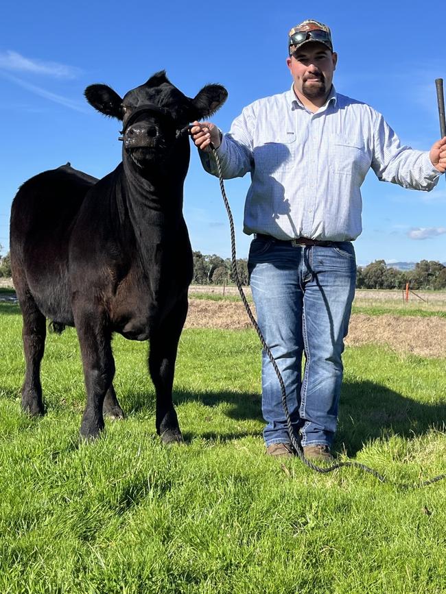 Nicholas Byrne-Quinn of Shaw’s Livestock stud at Uranquinty in southern NSW will exhibit his heifer Summit Magic T44 in the Limousin feature breed section at Royal Melbourne Royal Show. Picture: Nikki Reynolds