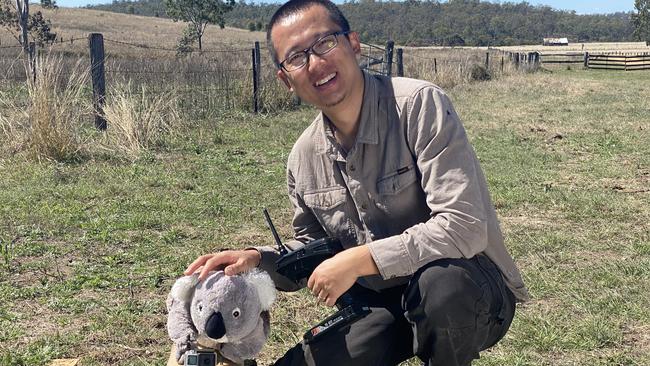 UQ PhD student Alex Jiang is investigating whether the humble cow is secretly destroying Australia's koala population.