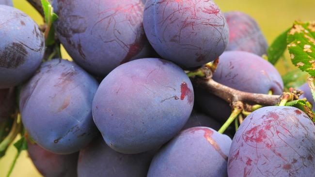 Peter Cundall: Prunes are one of summer’s joys | The Weekly Times