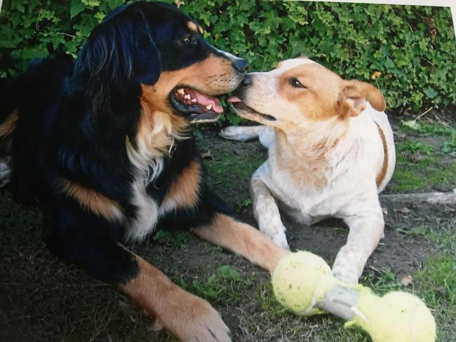 Day of Dogs 2018: Roxy and Ella.