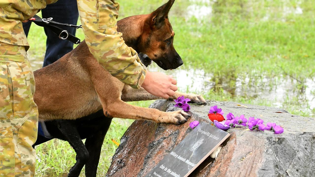 Purple poppies to salute our service animals