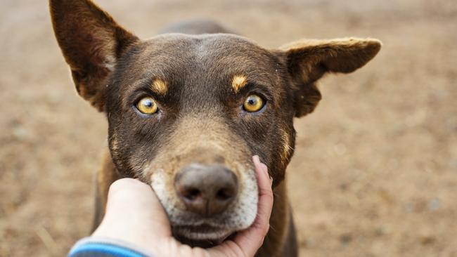 At least 61 dogs have been affected by a toxin found in native plants. File picture: Zoe Phillips