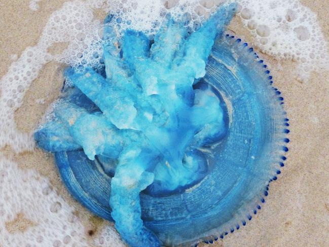 READERS BEST PIC: Blue jellyfish washed up on the beach. Supplied by Donna Mroz Turcic, Southport.