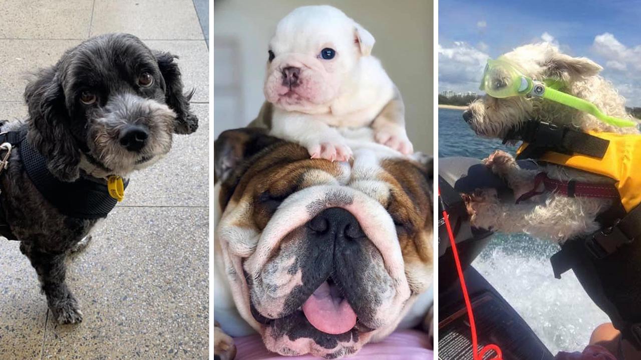 Gold Coast's cutest dogs 2020