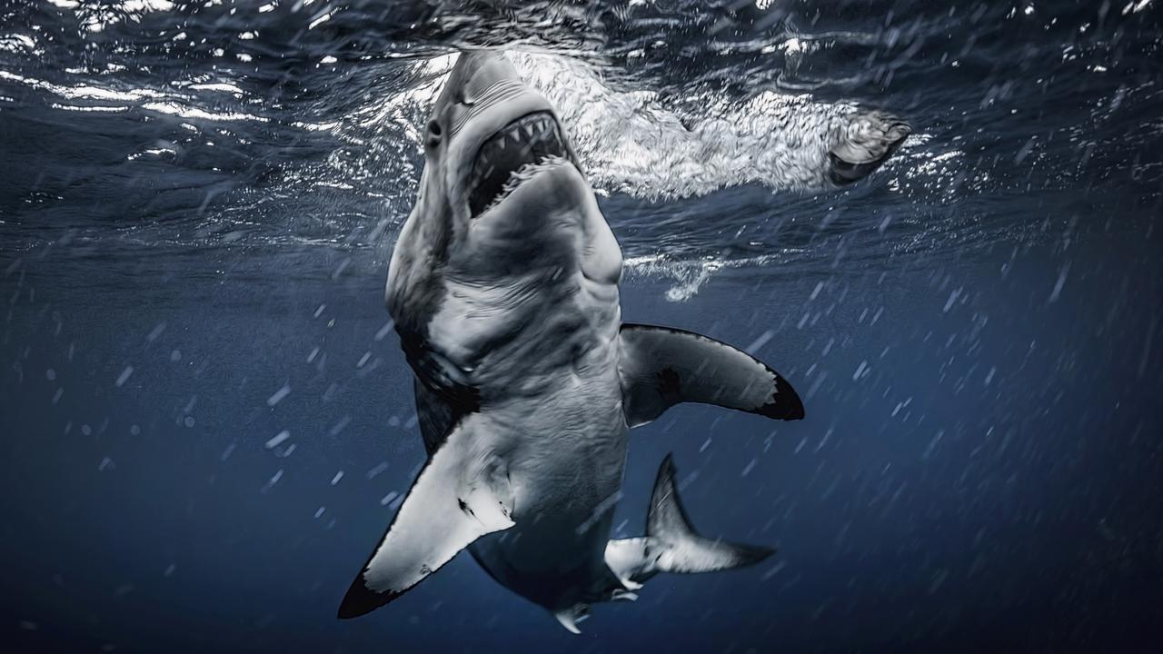 The great white appeared to have a six-pack. Picture: RodneyBursiel/mediadrumimages/australscope