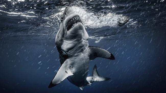 The great white appeared to have a six-pack. Picture: RodneyBursiel/mediadrumimages/australscope