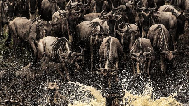 Migrating wildebeest in Tanzania. Picture: supplied.