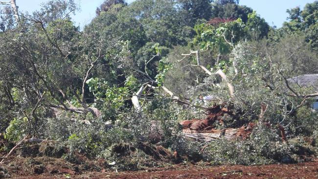 New owners of the Atherton Arboretum, Savannah Seven, have been slapped with an immediate stop work order after bulldozers ploughed down trees at the site for which a Heritage Register application has been made. Picture: Supplied