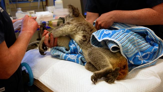 A sick koala being treated at Lismore's Friends of the Koala hospital. Picture: Supplied