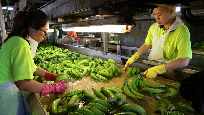 Workers sort bananas at a Queensland farm which was quarantined over Panama disease. Picture: Anna Rogers