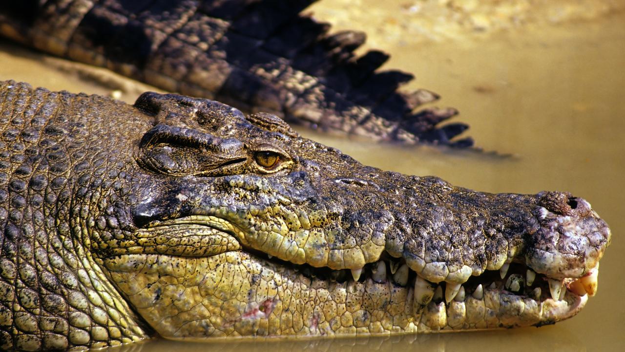 A large crocodile has been seen in the area at Kennedy Bend in Lakeland National Park where a 65-year-old Laura man has vanished and is believed to have been taken by a crocodile. PIcture: Supplied