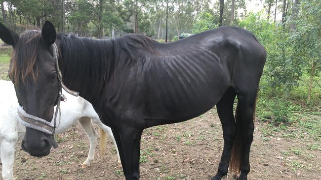 One of the horses seized from a property associated with owner of the Storybook Farm-Sacred Animal Garden recently. Picture: RSPCA Queensland.