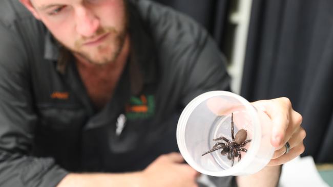 High rainfall and intensely humid weather has provided the perfect conditions for funnel-web spiders to thrive. This beauty is the largest donated to the Australian Reptile Park. Measuring in at 8cm (the average size is 1-5cm) Megaspider has fangs that are almost 2cm long and can bite through a human fingernail.