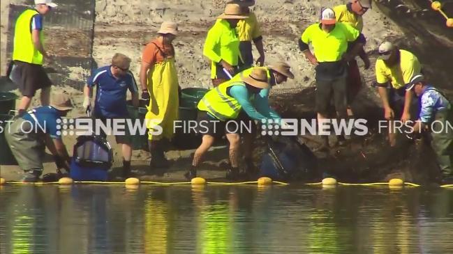 Elusive stonefish caught in Gold Coast lake. Vision: 9 News Gold Coast