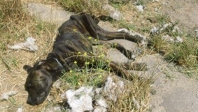 RSPCA inspectors attending a property in Millicent in 2016 found a dead bull mastiff-cross who had died from starvation. Picture: RSPCA.