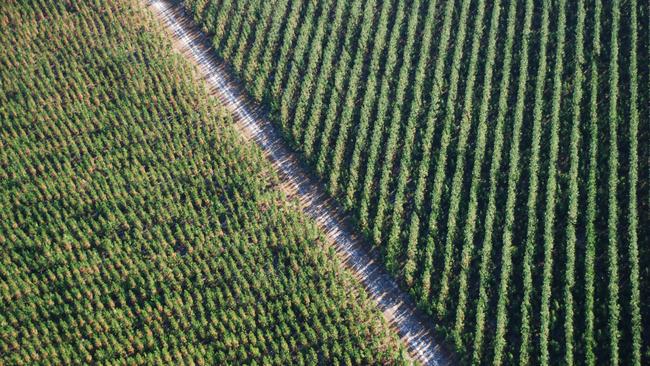 The Toolara state forest where it is proposed to build a $2 billion wind farm.