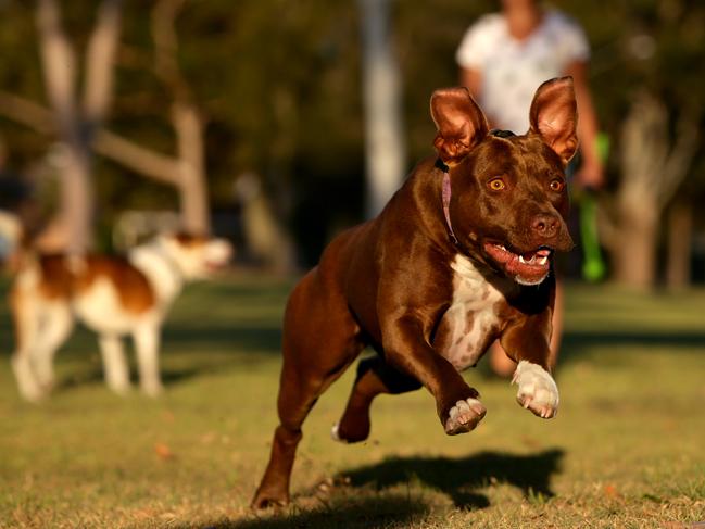 SEE THE LIST: Fraser Coast’s favourite dog breeds