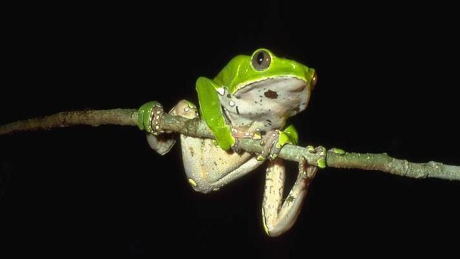 Phyllomedusa bicolor, kambo frog.