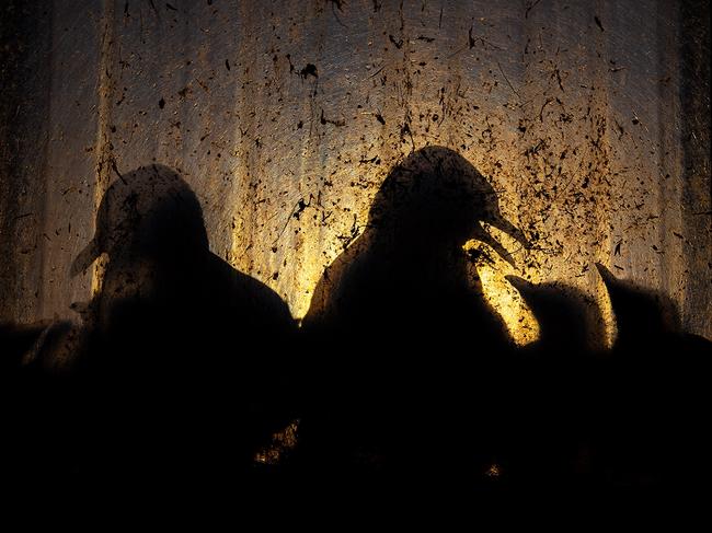 Kittiwake chicks illuminated in an abandoned factory in Norway. Recently numbers of these birds have plummeted, and some have headed for urban areas due to food shortages caused by warming oceans. Picture: Knut-Sverre Horn/Wildlife Photographer of the Year