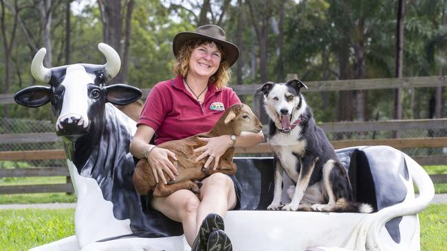 White Ridge Farm in Caboolture run educational programs for school visits and have facilities for disability services and nursing home group visits. Friday May 10, 2019. Katrina White with her sheep Ollie and Dog Honey. (AAP Image/Renae Droop)