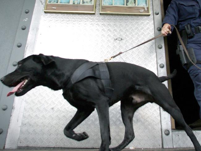 24 Jul 2004 Police and sniffer dog in early morning drug raid on the unlicensed Rise nightclub premises in Ann St Fortitude Valley - qld drugs clubs policewoman handler animals dogs generic