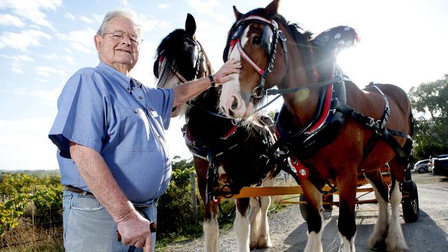 d'Arry Osborn in 2012 with Clydesdale horses before they were put to work at an old bush vine at d’Arenberg vineyard.